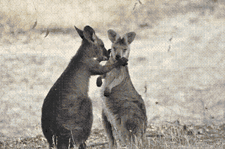 kangaroo1