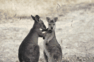 kangaroo2