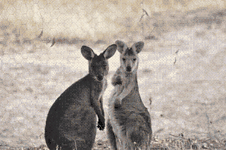 kangaroo3