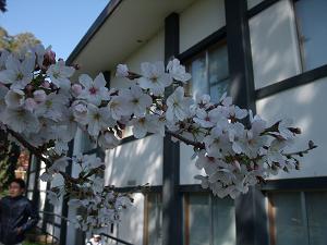hanami